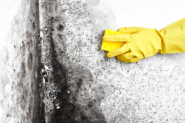 Biohazard Mold Removal in Norton Shores, MI