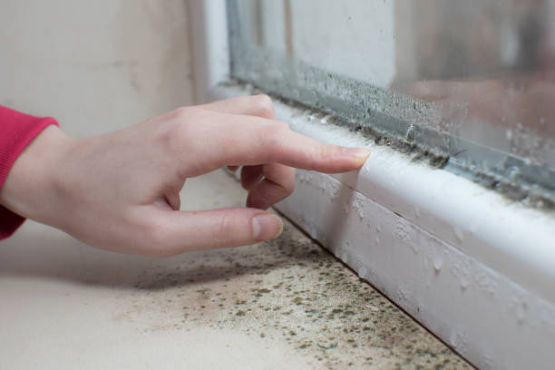 Best HVAC Mold Inspection and Cleaning  in Norton Shores, MI