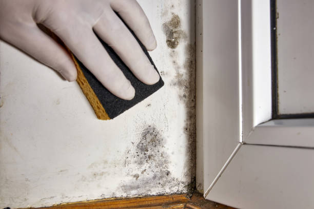 Best Forensic Mold Investigation  in Norton Shores, MI